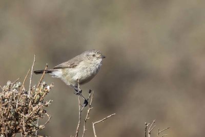 Slender-billed Thornbill (Acanthiza iredalei)