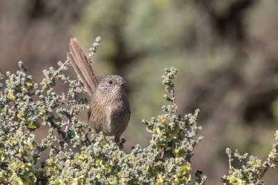 Western Grasswren (Amytornis textilis)