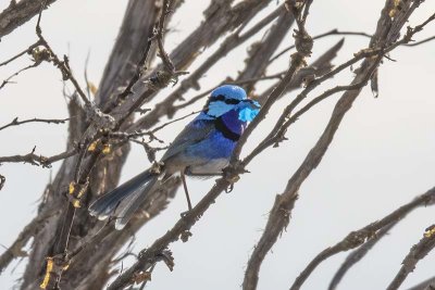 Splendid Fairywren (Malurus splendens)