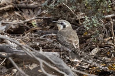 Black-eared Cuckoo (Chrysococcyx osculans)