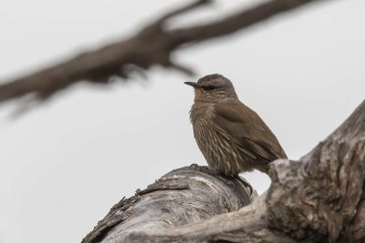 Brown Treecreeper (Climacteris picumnus)