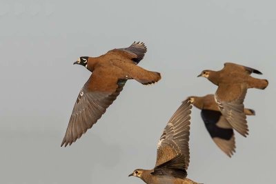 Flock Bronzewing (Phaps histrionica)