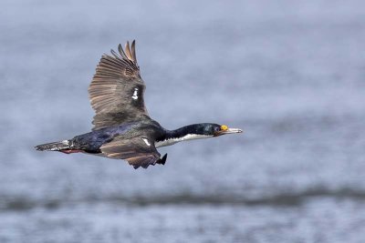 Argentina Wildlife 2019