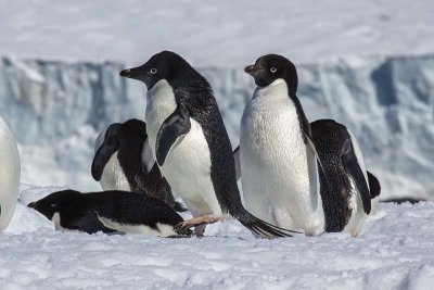 Adlie Penguin (Pygoscelis adeliae)