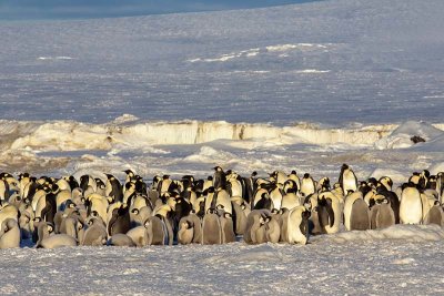 Emperor Penguin (Aptenodytes forsteri)