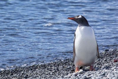 Gentoo Penguin (Pygoscelis papua)