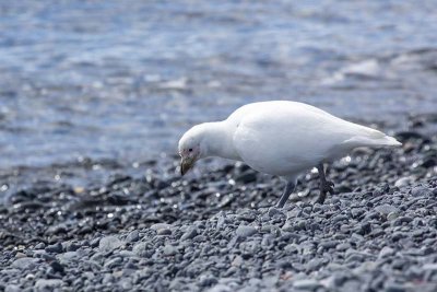 Snowy Sheathbill (Chionis albus)