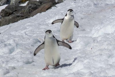 Chinstrap Penguin (Pygoscelis antarcticus)