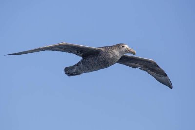 Southern Giant Petrel (Macronectes giganteus)