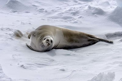 Crabeater Seal (Lobodon carcinophaga)