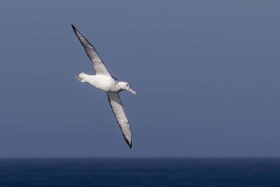 Wandering Albatross (Diomedea exulans)