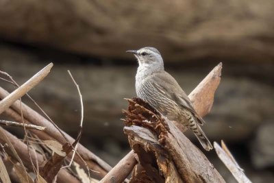 Brown Treecreeper (Climacteris picumnus)