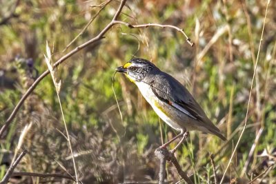 Striated Pardalote (Pardolotus striatus)