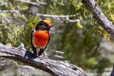 Red-capped Robin