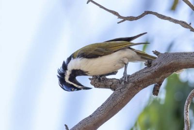 Blue-faced Honeyeater (Entomyzon cyanotis)
