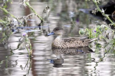 Grey Teal (Anas gracilis)