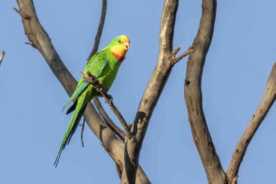 Superb Parrot (Polytelis swainsonii)