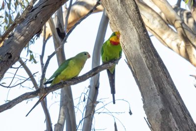 Superb Parrot (Polytelis swainsonii)