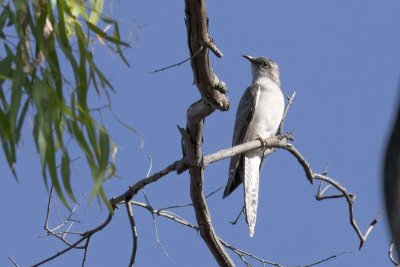 Pallid Cuckoo (Cacomantis pallidus)