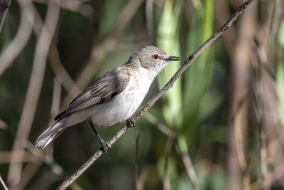 Western Gerygone (Gerygone fusca)