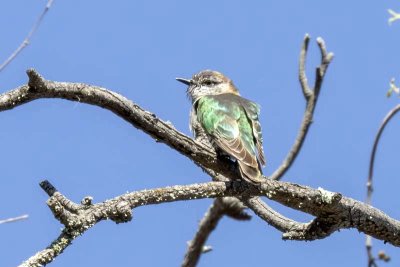 Shining Bronze-cuckoo (Chrysococcyx lucidus)
