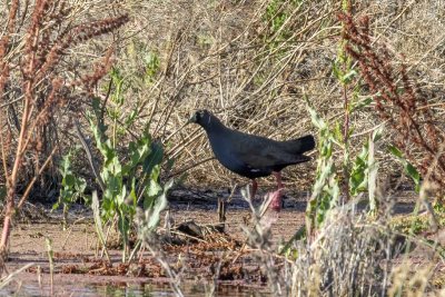 Black-tailed Nativehen (Tribonyx ventralis)