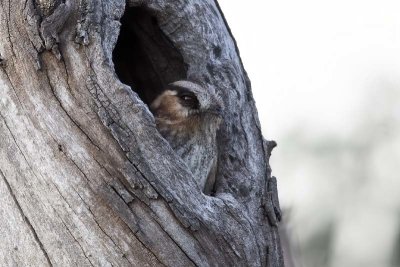 Owlet-nightjars (Aegothelidae)