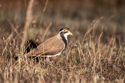 Banded Lapwing (Vanellus tricolor)
