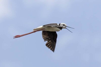 Pied Stilt (Himantopus leucocephalus)
