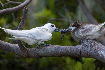 White Tern (Gygis alba)