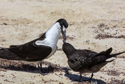 Sooty Tern (Onychoprion fuscatus)