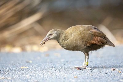 Lord Howe Woodhen (Hypotaenidia sylvestris) -- endangered