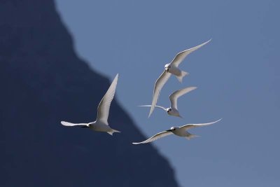 Lord Howe Island birds 2021