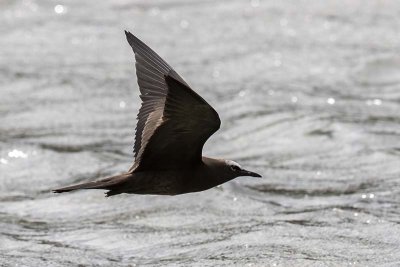 Black Noddy (Anous minutus)