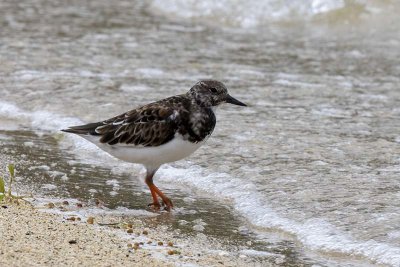 Ruddy Turnstone (Arenaria interpres)