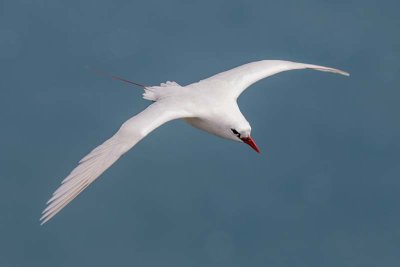 Red-tailed Tropicbird (Phaethon rubricauda)