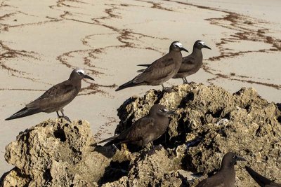 Brown Noddy (Anous stolidus)