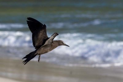 Brown Noddy (Anous stolidus)