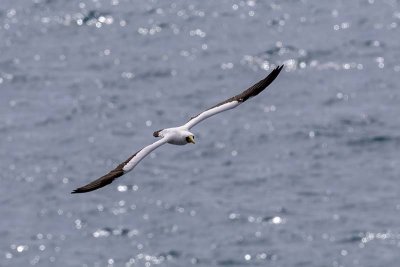 Masked Booby (Sula dactylatra)