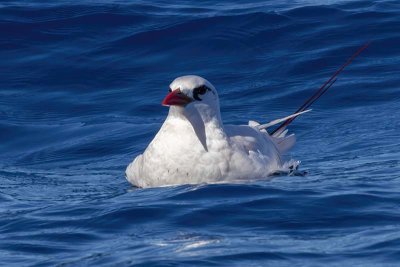 Red-tailed Tropicbird (Phaethon rubricauda)