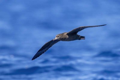 Flesh-footed Shearwater (Ardenna carneipes) -- near threatened