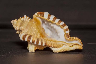 Seashells of Sri Lanka