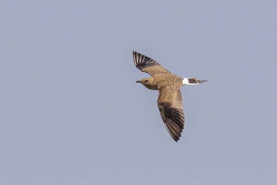 Australian Pratincole (Stiltia isabella)