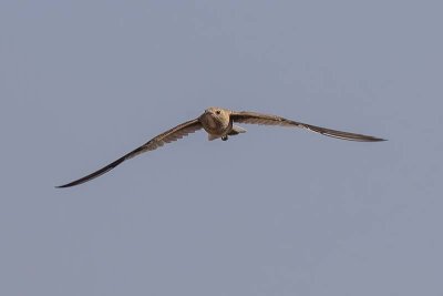 Australian Pratincole (Stiltia isabella)