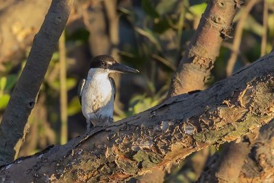 Collared Kingfisher (Todiramphus chloris)