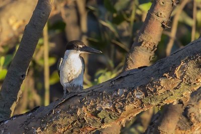 Collared Kingfisher (Todiramphus chloris)