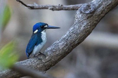 Little Kingfisher (Ceyx pusillus)