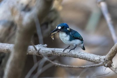 Little Kingfisher (Ceyx pusillus)