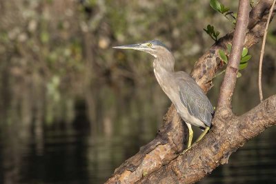 Striated Heron (Butorides striata)