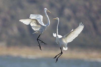 Great Egret (Ardea modesta)